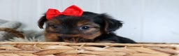 Yorkshire Terrier dogs for sale: CODY - Ad 20