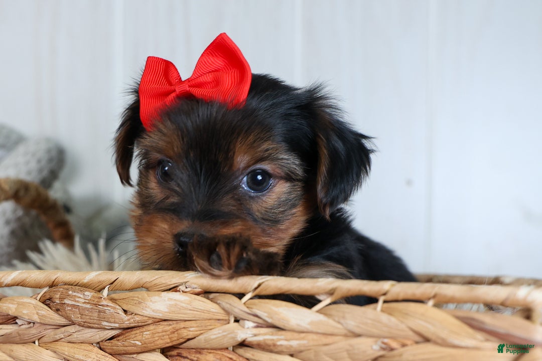 Yorkshire Terrier dogs for sale: CODY - Ad 20