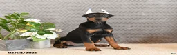 Doberman Pinscher dogs for sale: Zola - Ad 5