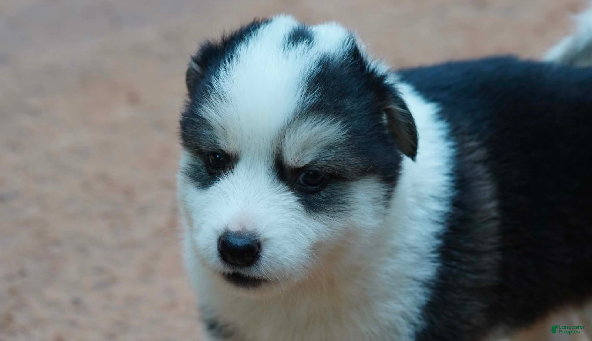 Mixed Breed dogs Mixed Breed 2 - Ad 42