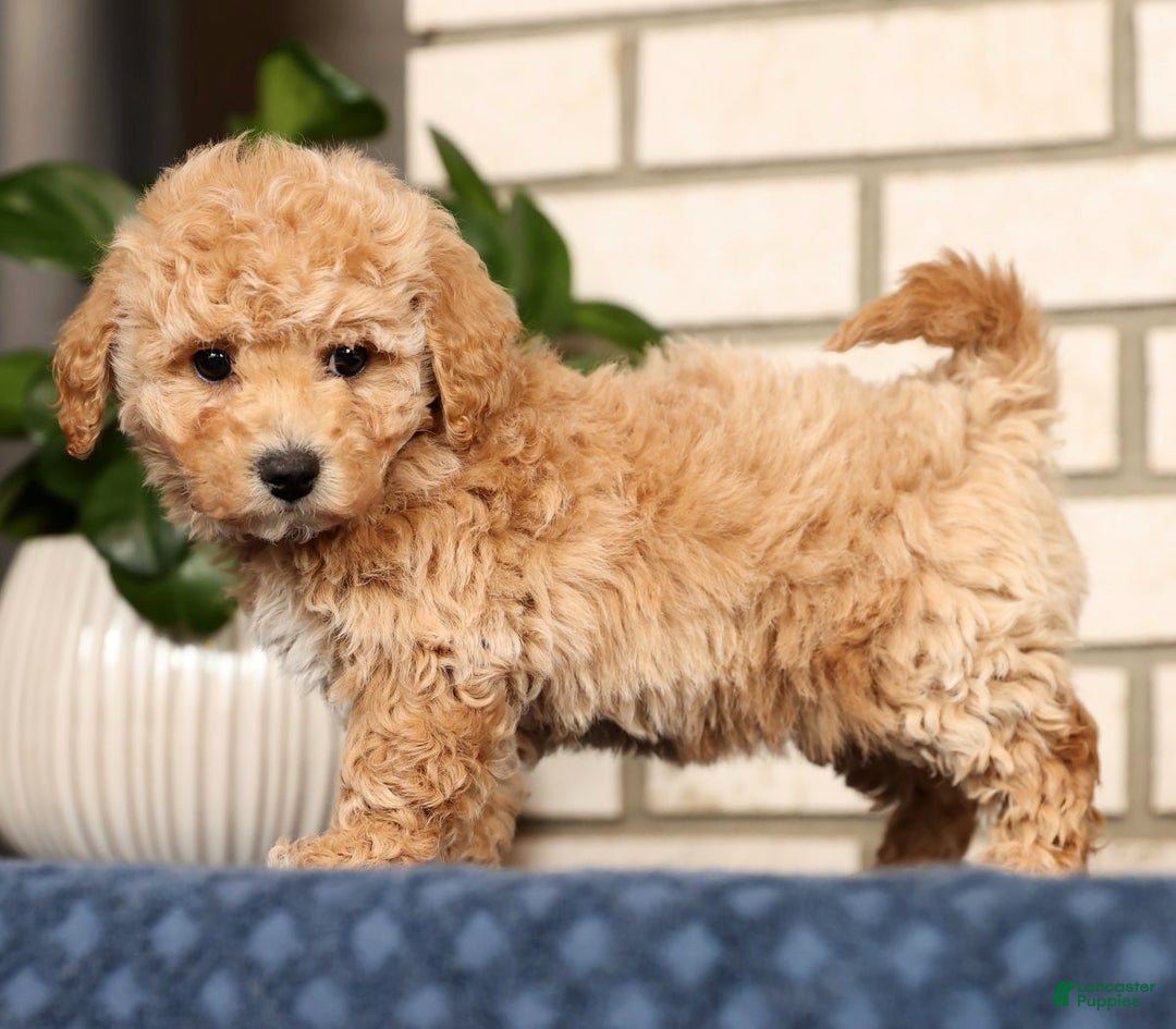 Bichpoo dogs for sale: Clint - Ad 3