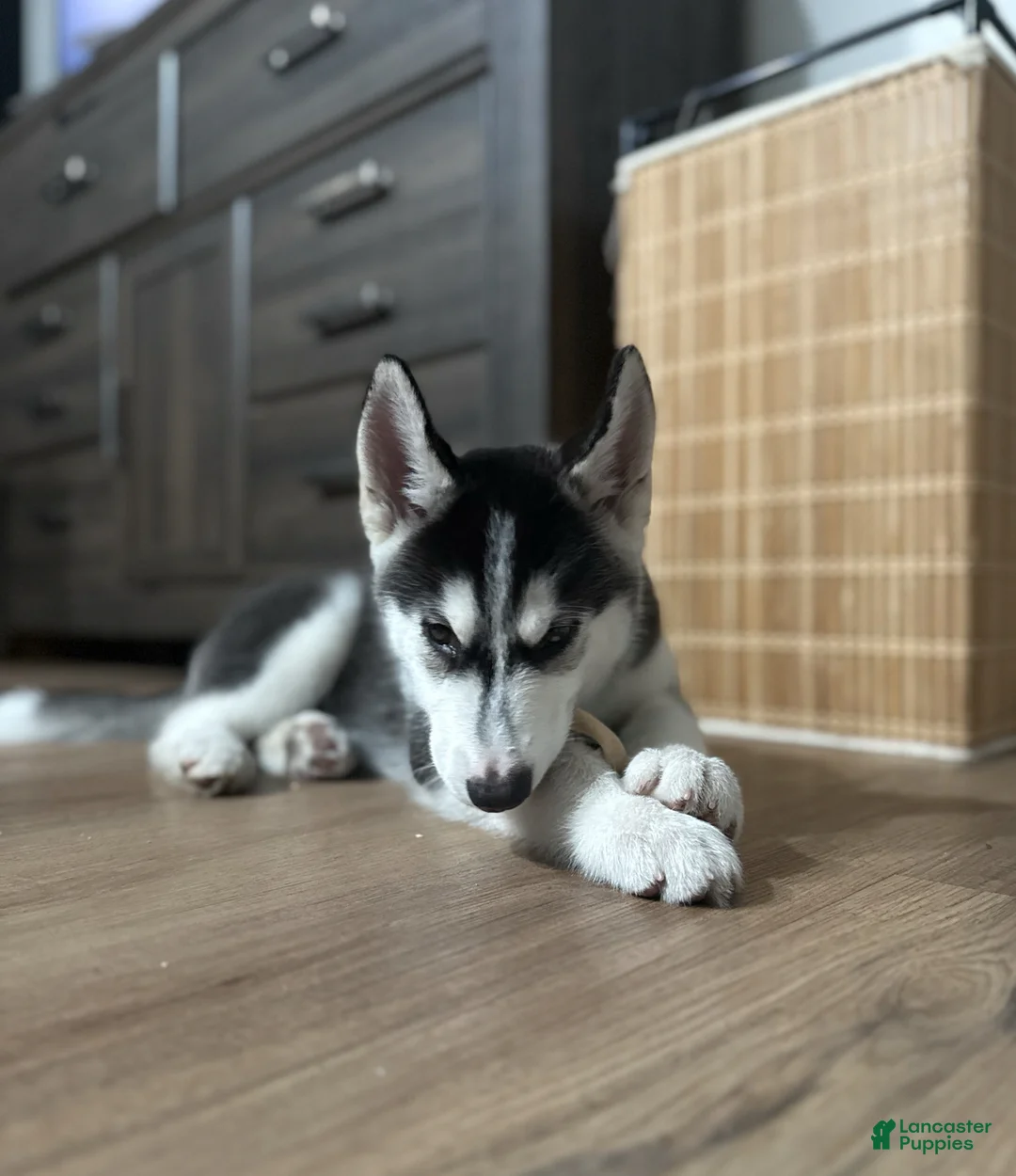 Siberian Husky dogs for sale: Siberian Husky Puppy 1 - Ad 1
