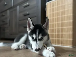 Siberian Husky dogs Siberian Husky Puppy 1 - Ad 1