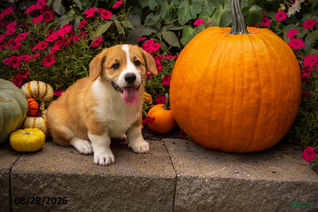 Welsh Corgi Pembroke dogs for sale: Buster - Ad 2