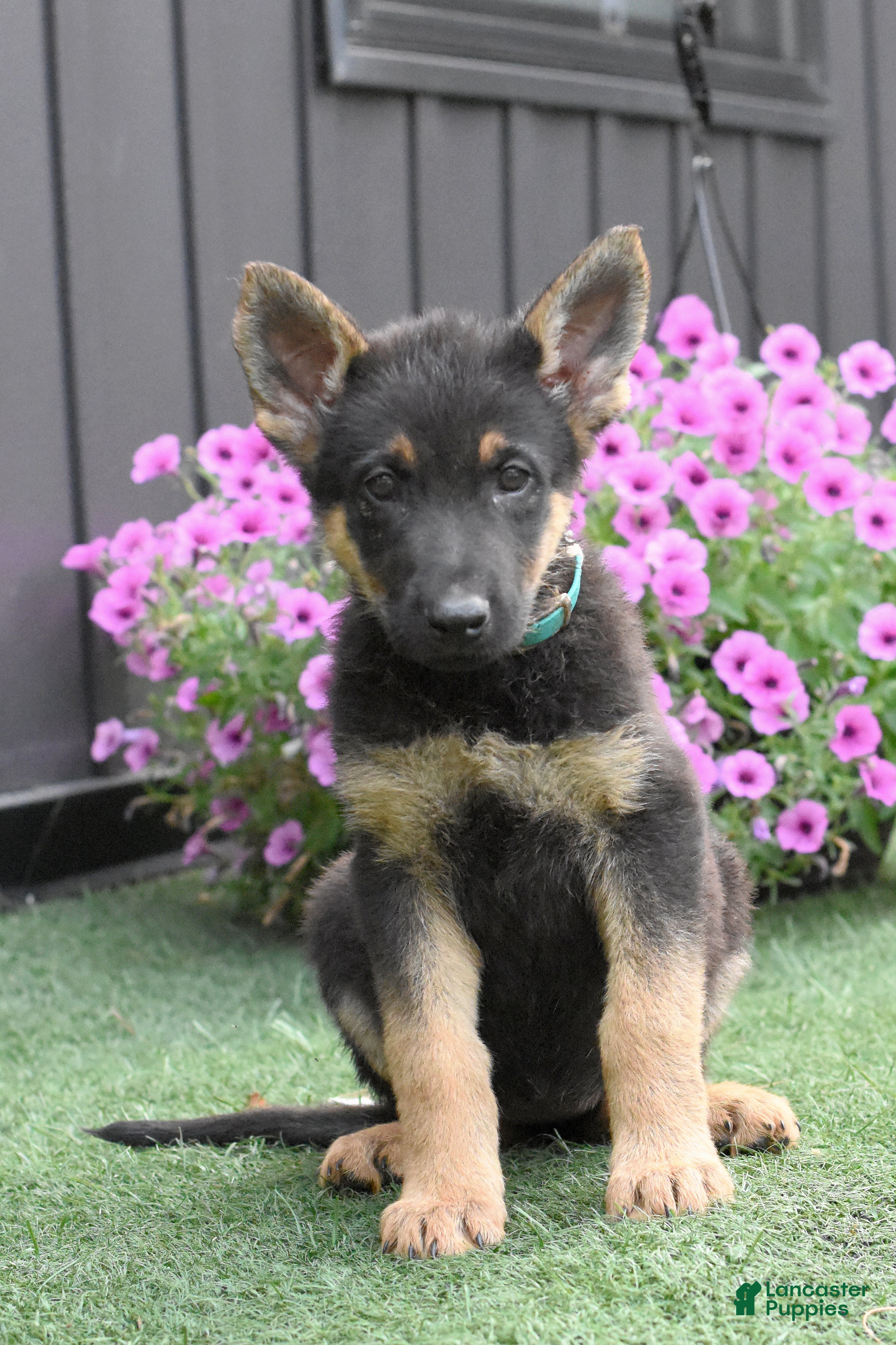 German Shepherd dogs Addy - Ad 2