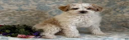 Mini Goldendoodle dogs for sale: Checkers - Ad 10