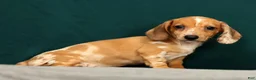 Miniature Dachshund dogs for sale: Paris - Ad 1