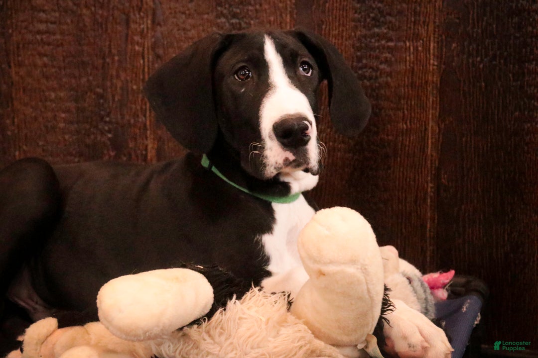 Great Dane dogs for sale: Lawrence - Ad 4