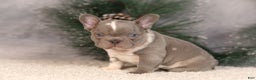 French Bulldog dogs for sale: Baxter - Ad 6