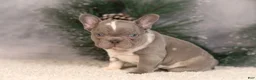French Bulldog dogs for sale: Baxter - Ad 6