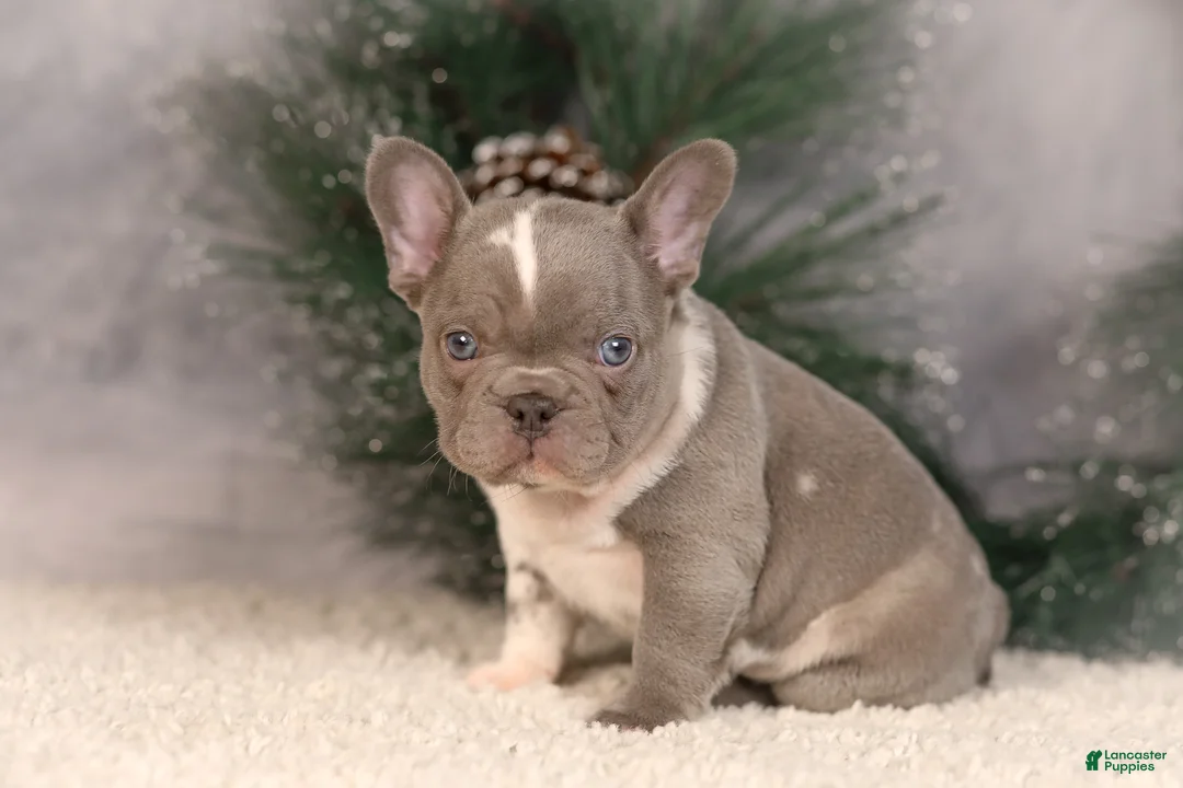 French Bulldog dogs for sale: Baxter - Ad 6
