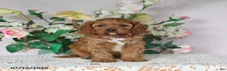 Cavapoo dogs for sale: Mason - Ad 3