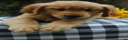 Golden Retriever dogs for sale: Stella - Ad 9