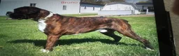 Boxer dogs for sale: Luca - Ad 10