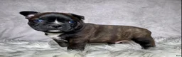 Mixed Breed dogs for sale: Mr Frankie  - Ad 7