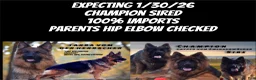 German Shepherd dogs for sale: Cuddles - Ad 21