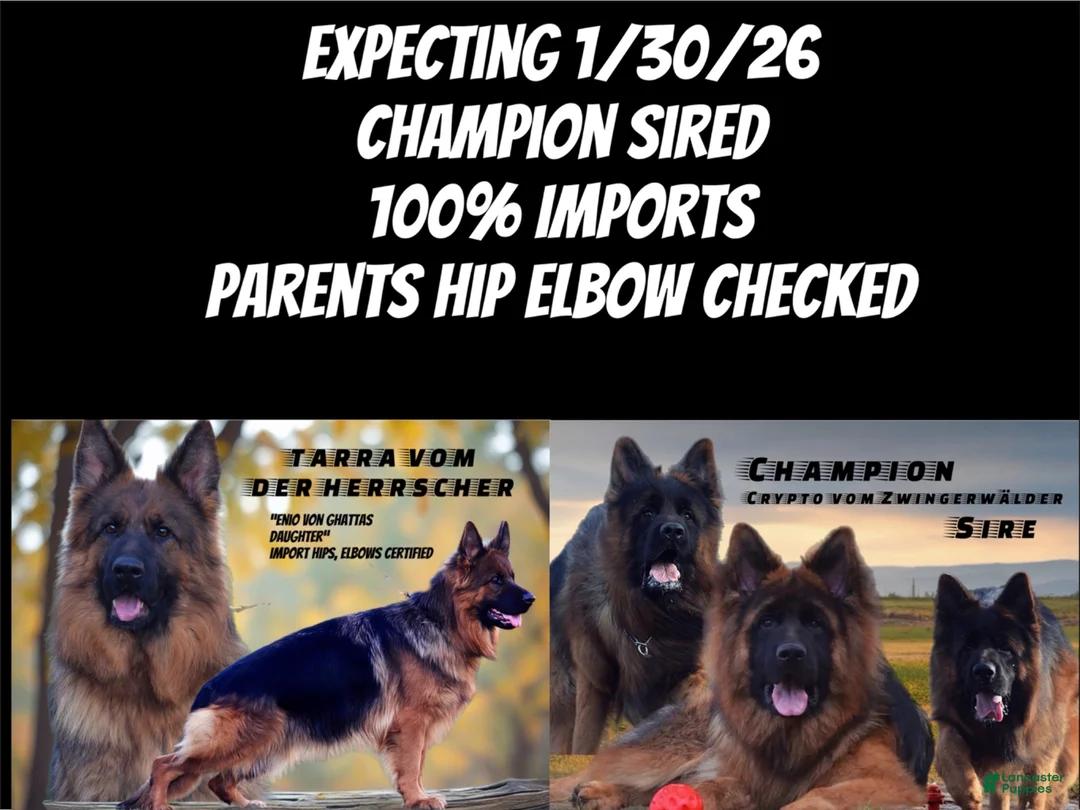 German Shepherd dogs for sale: Cuddles - Ad 21