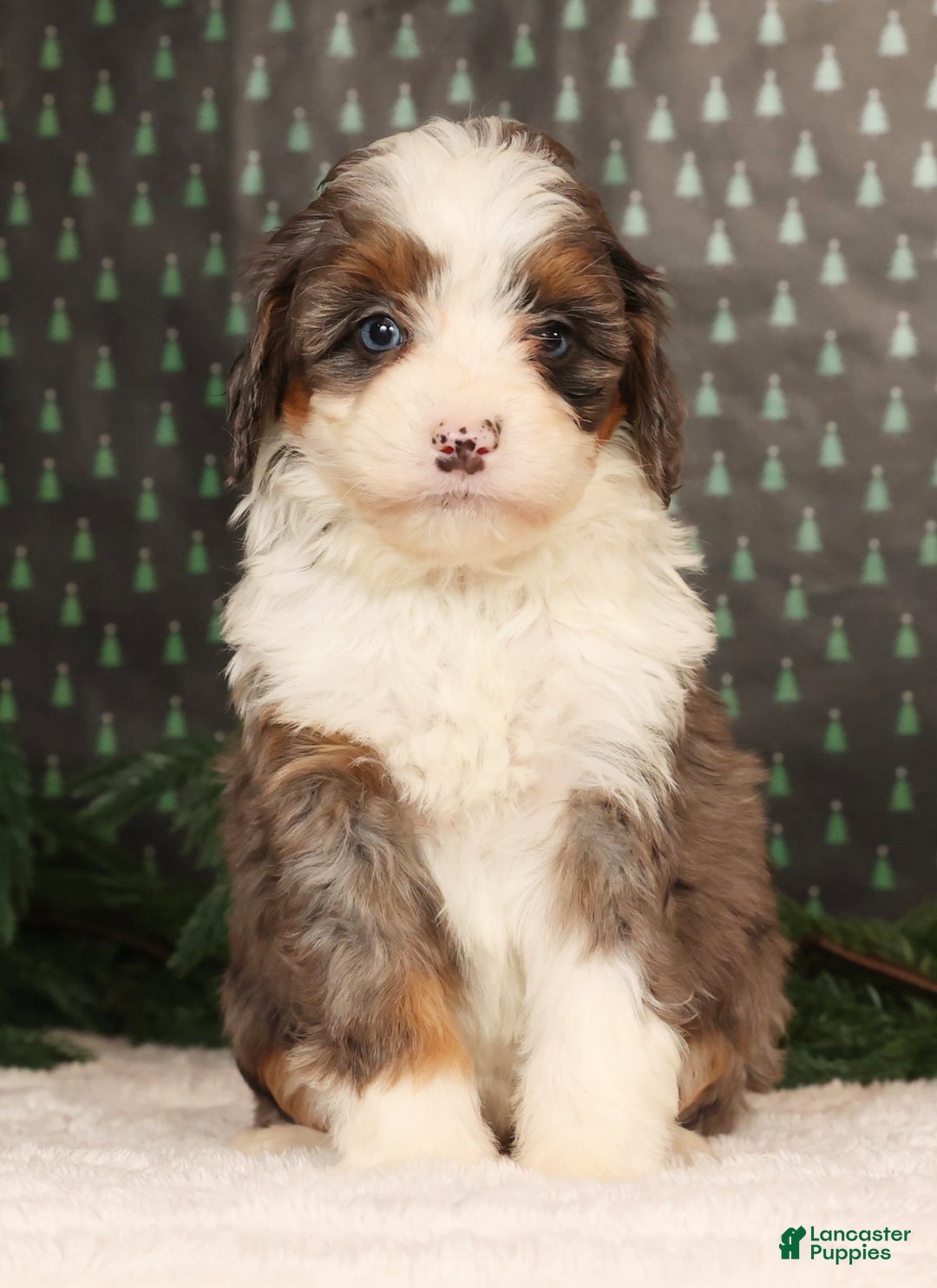 Mini Bernedoodle dogs for sale: Ginger - Ad 2