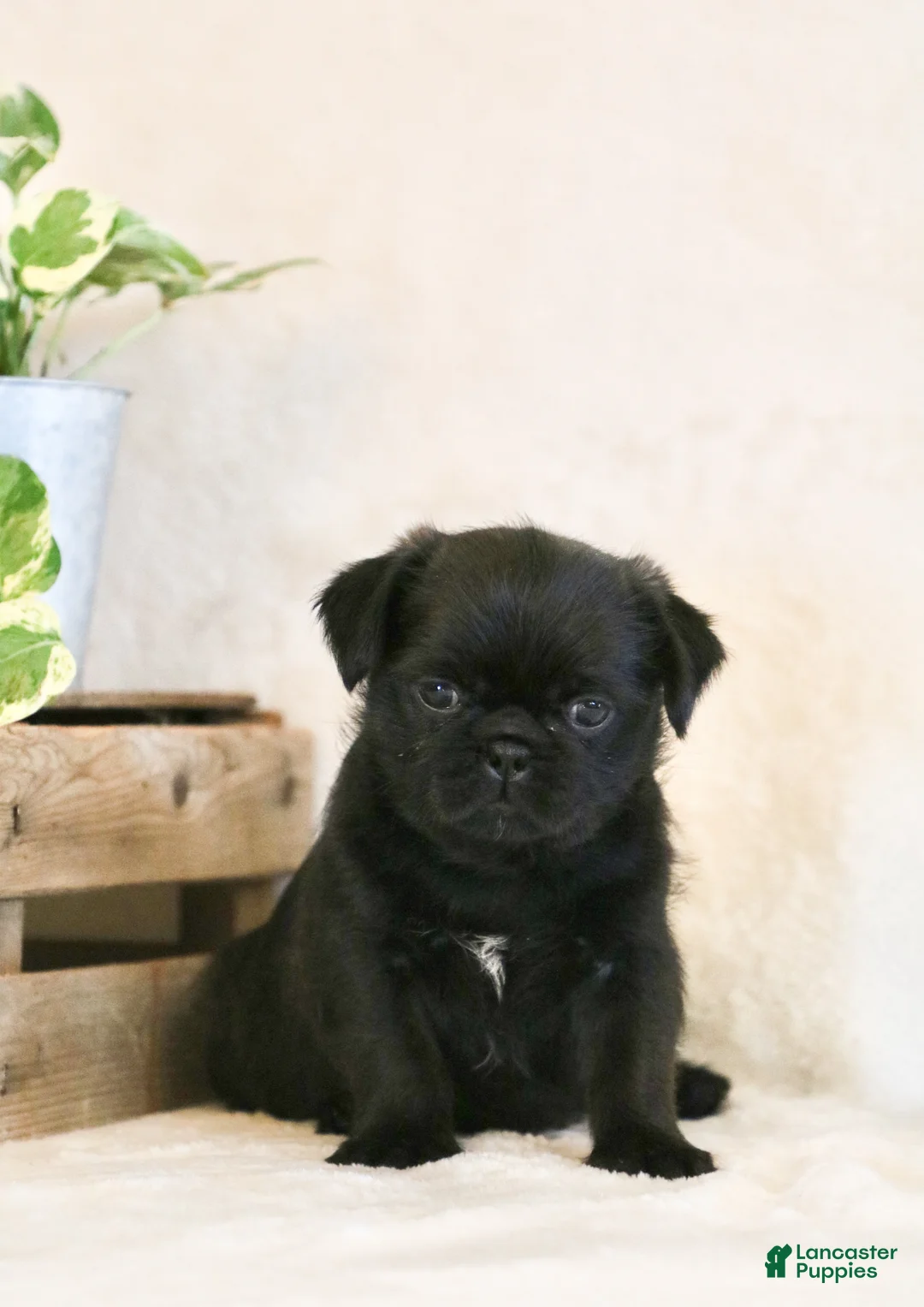 Mixed Breed dogs for sale: Sophie - Ad 1