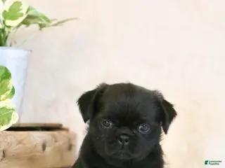 Mixed Breed dogs Sophie - Ad 33