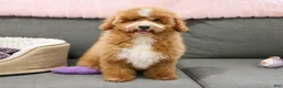 Mini Goldendoodle dogs for sale: Spaghetti - Ad 3