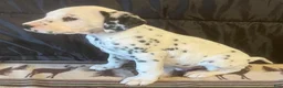 Dalmatian dogs for sale: Spot - Ad 3