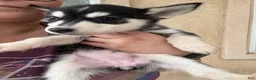 Pitsky dogs for sale: Pitsky 6 - Ad 4