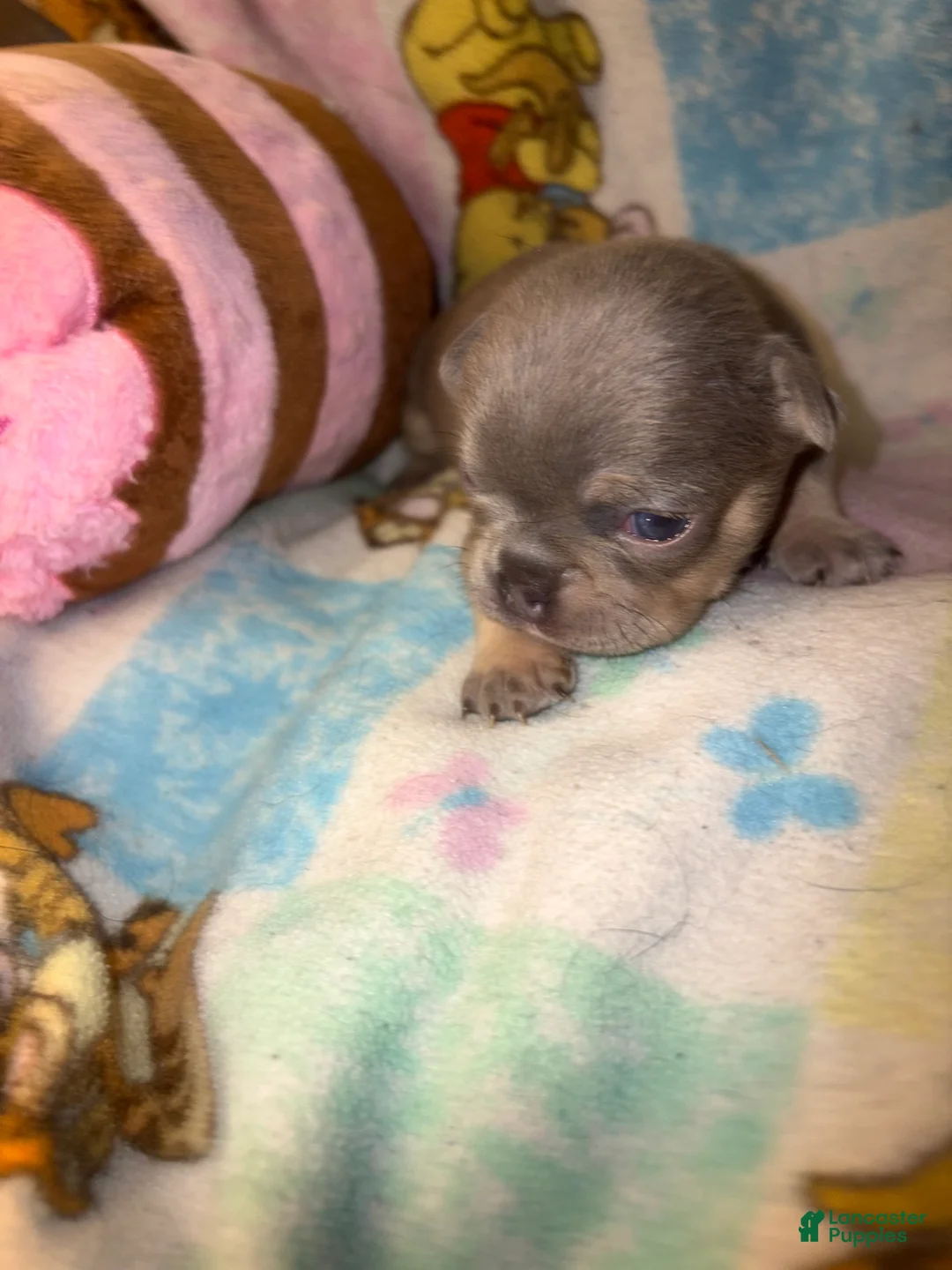 French Bulldog dogs for sale: Laila lilac and tan - Ad 2