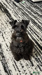 Winston
