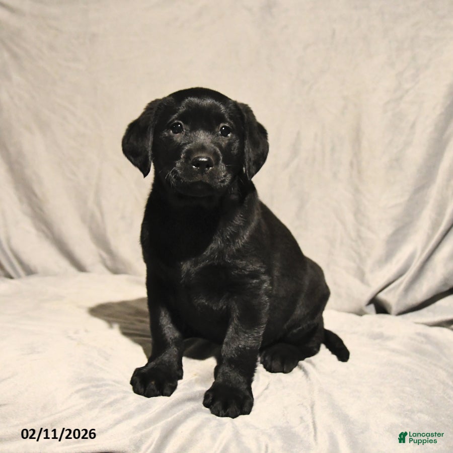 Labrador Retriever dogs Jack  - Ad 2