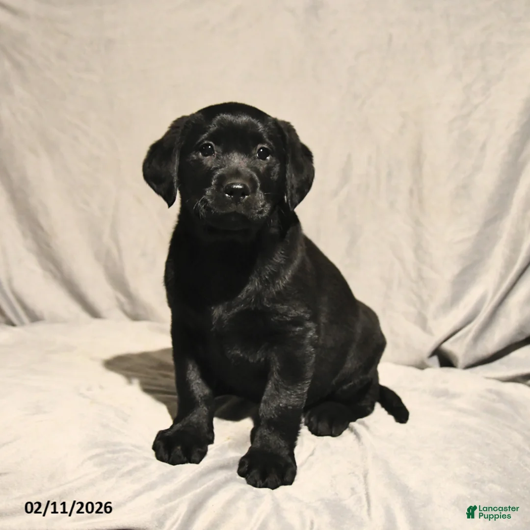 Labrador Retriever dogs for sale: Jack  - Ad 2