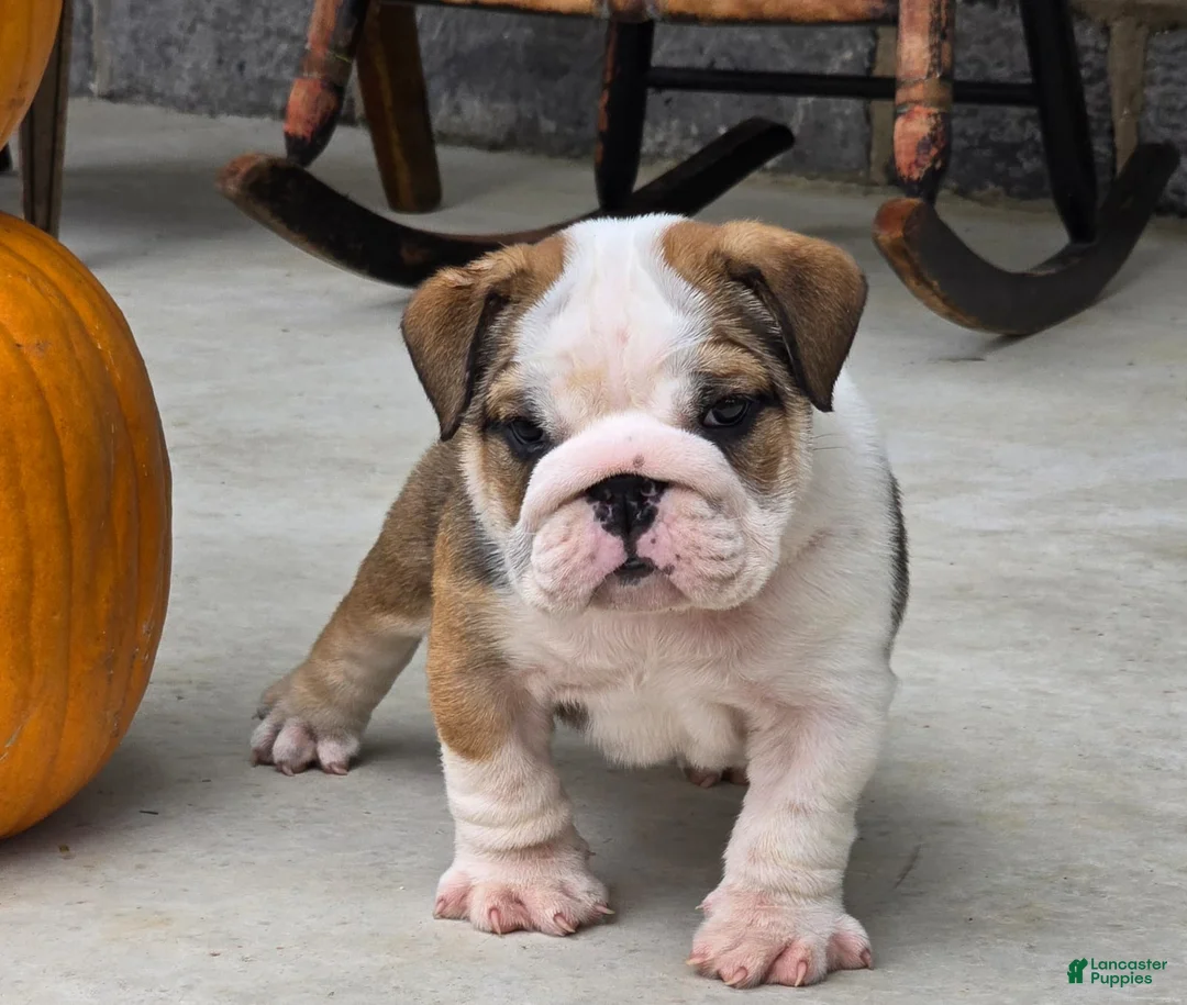 English Bulldog dogs for sale: Marshall - Ad 1