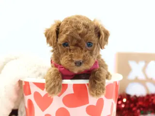 Toy Poodle dogs Sweetie - Ad 12