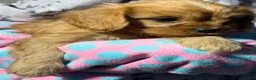 Cavapoo dogs for sale: Bubbles Cavapoo  - Ad 7