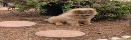 Chow Chow dogs for sale: Chow Chow 3 - Ad 5