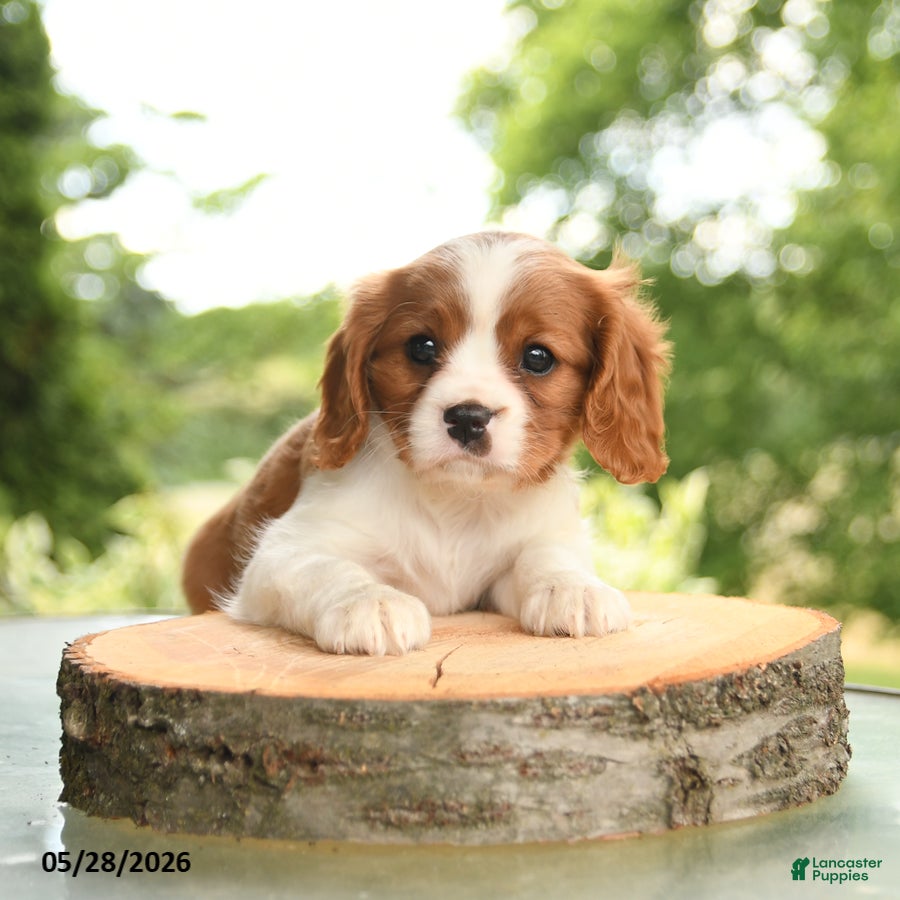 Cavalier King Charles Spaniel dogs Brock - Ad 2