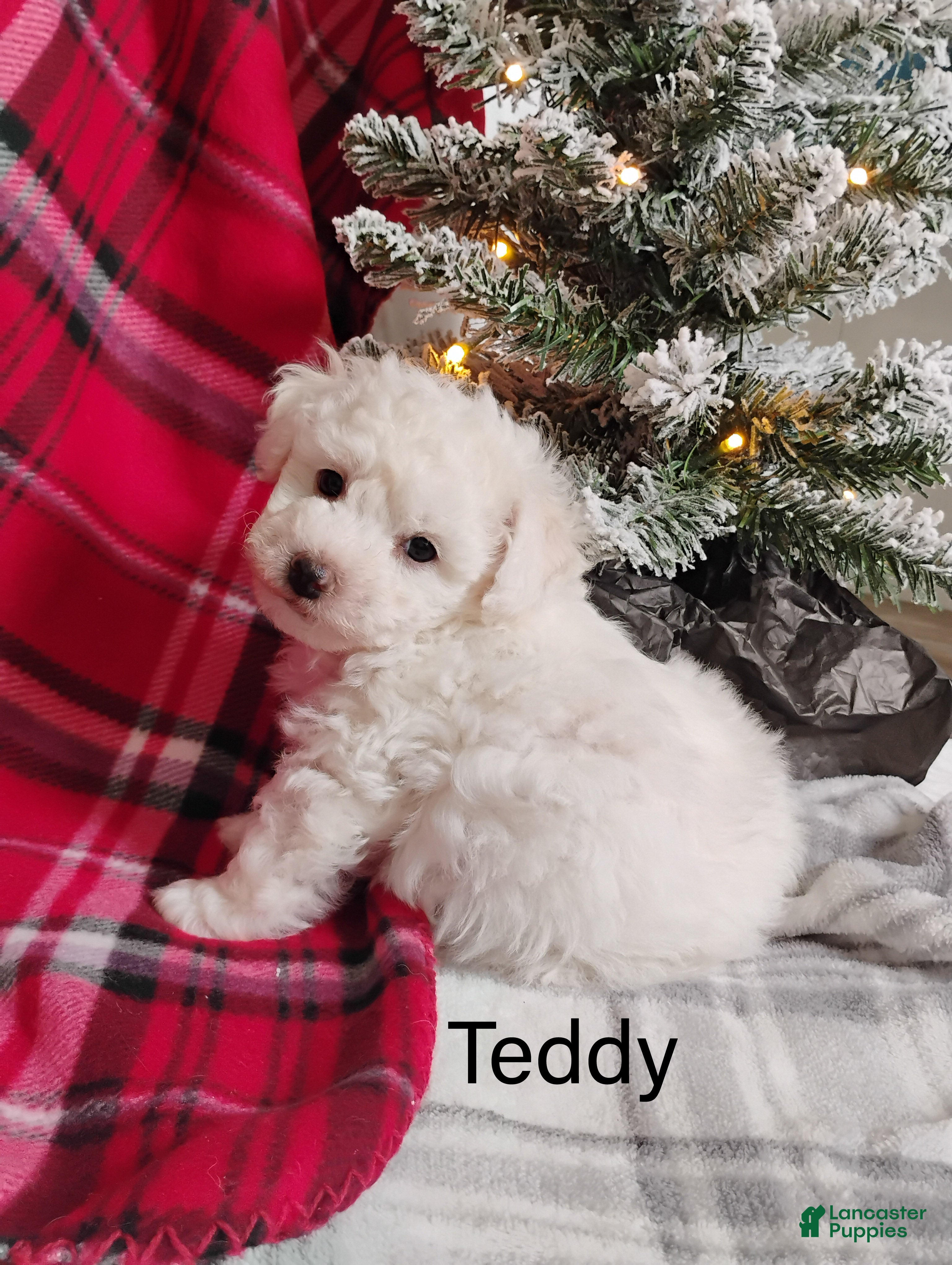 Teddy Bear dogs Teddy - Ad 42