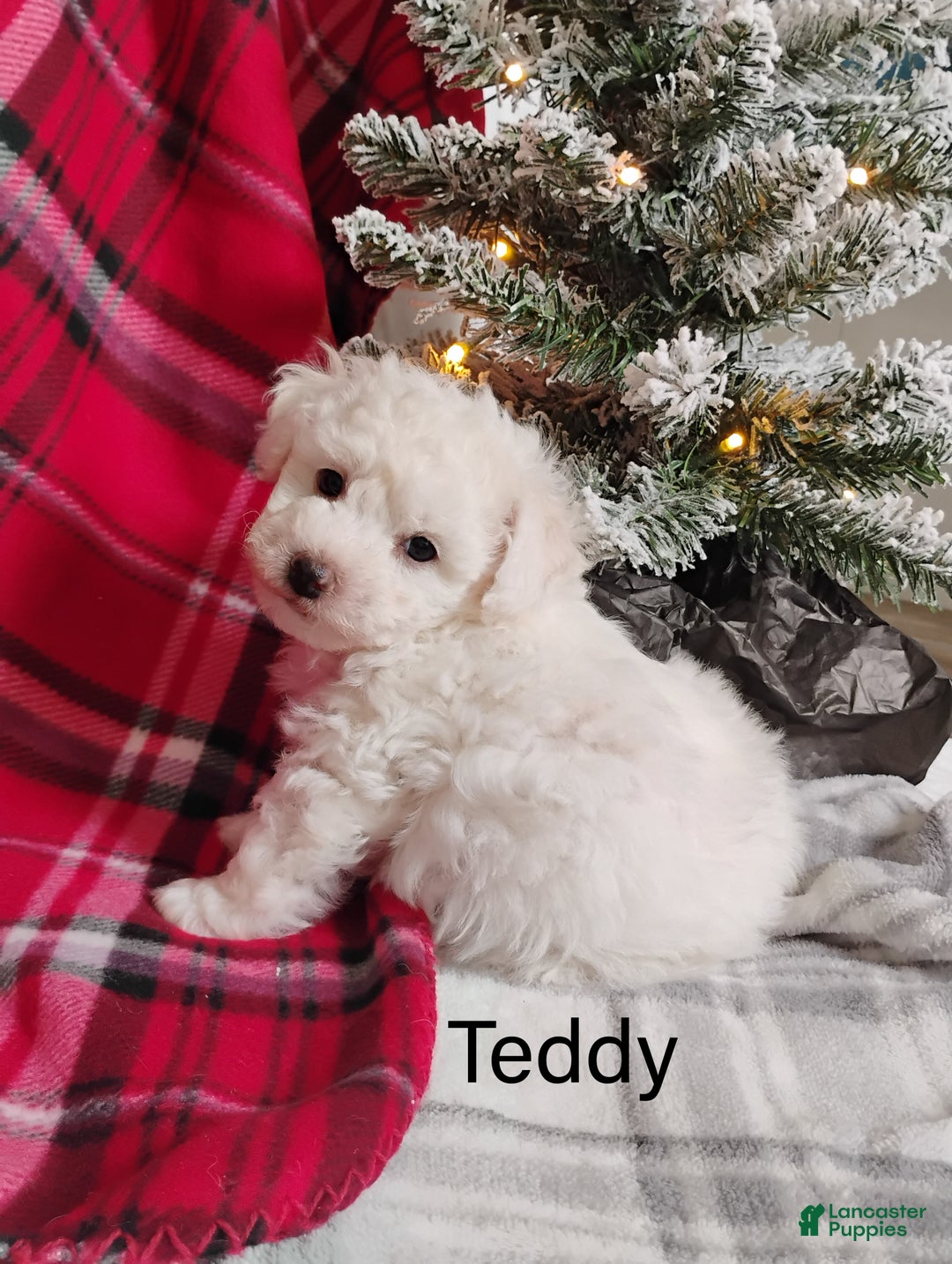 Teddy Bear dogs for sale: Teddy - Ad 1
