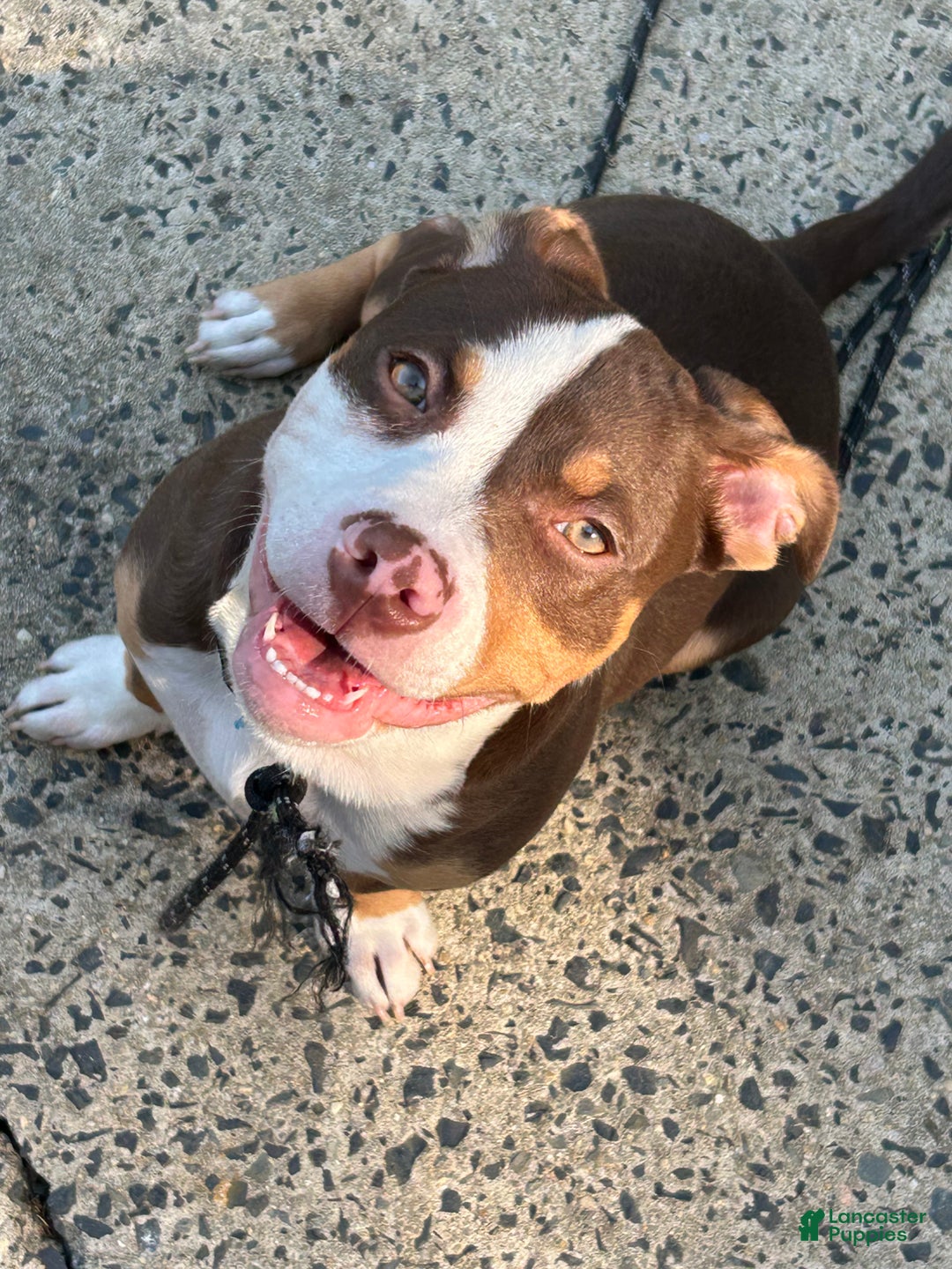 American Pit Bull Terrier dogs for sale: American Pit Bull Terrier Puppy 1 - Ad 7