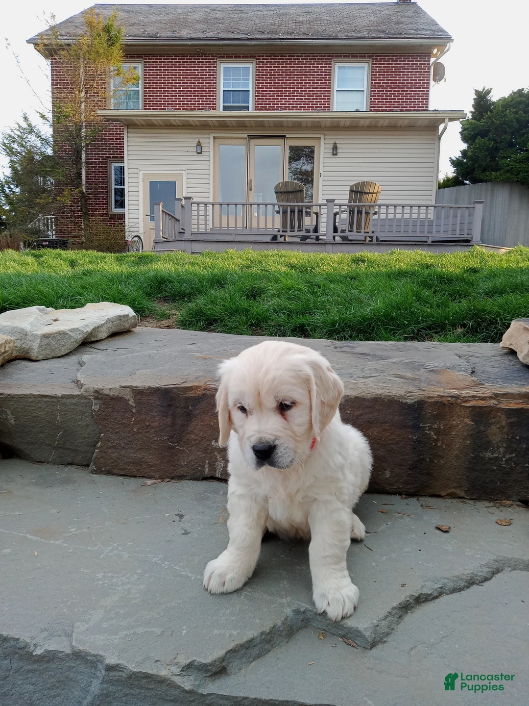 Golden Retriever dogs for sale: Golden Retriever Puppy 1 - Ad 2