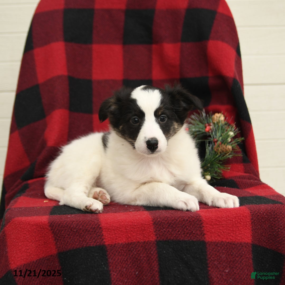 Mixed Breed dogs for sale: Paisley - Ad 4