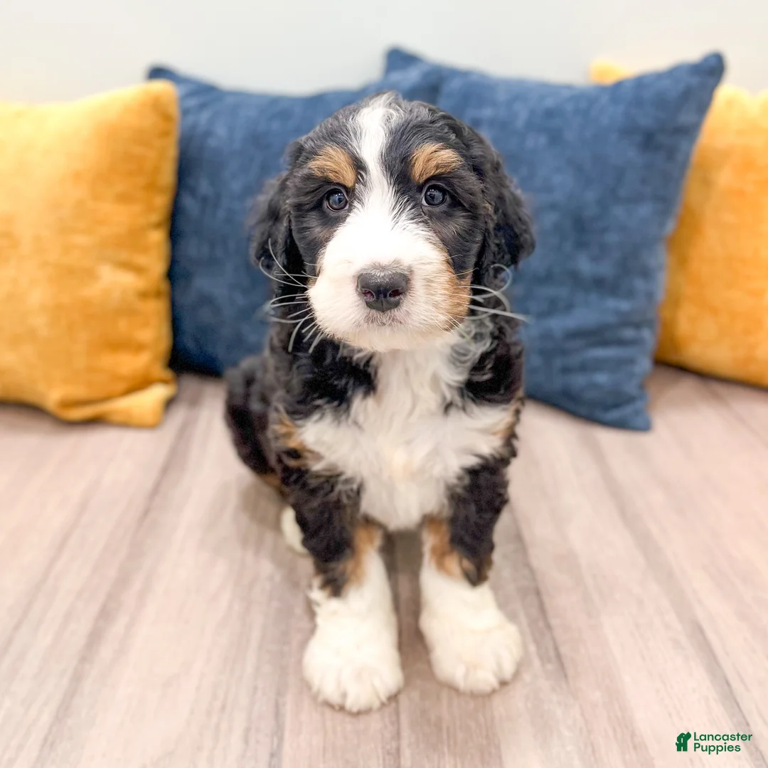 Mini Bernedoodle dogs for sale: Tucker - Ad 1