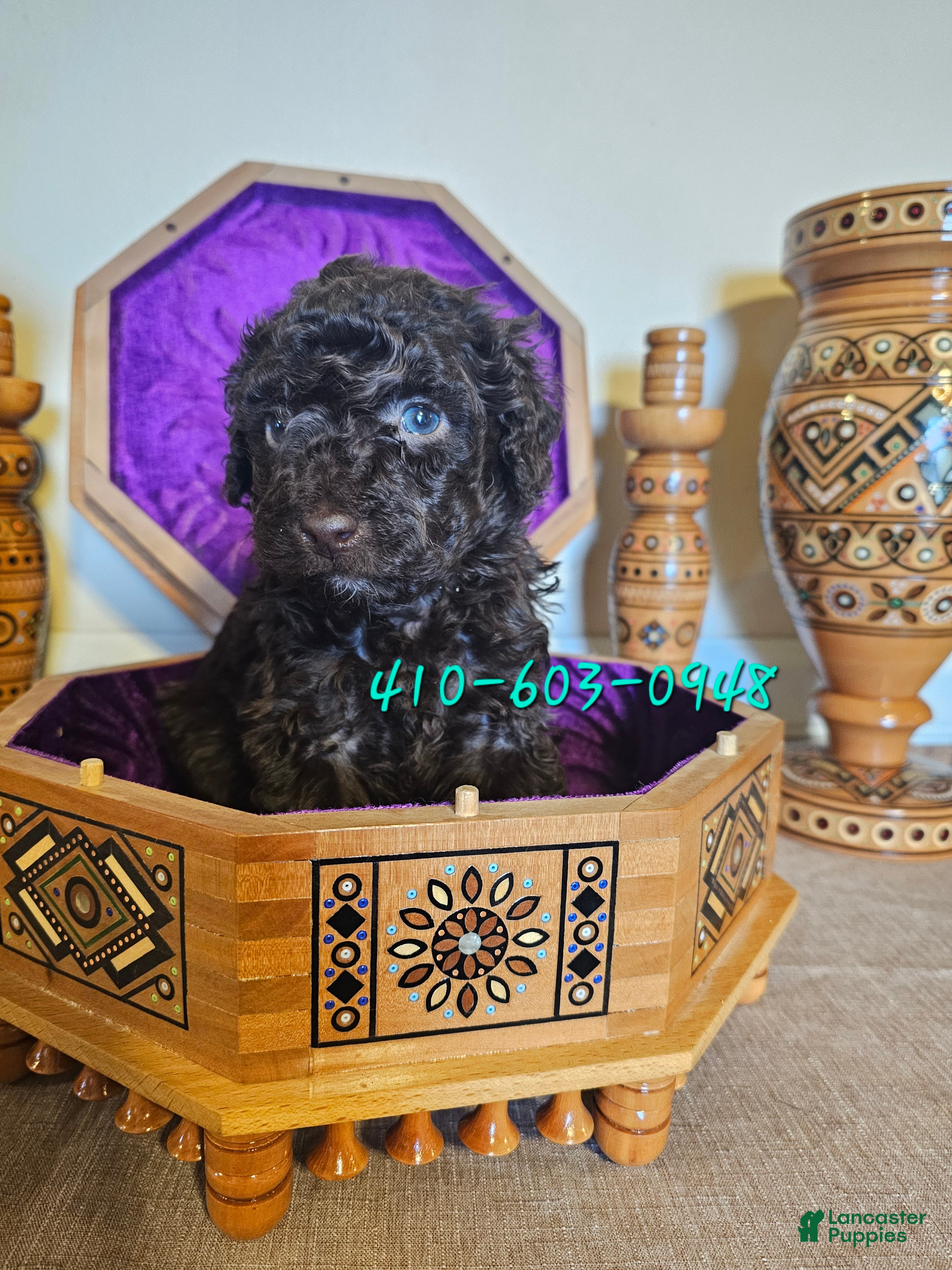 Mini Goldendoodle dogs Cedar - Ad 9