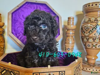 Mini Goldendoodle dogs Cedar - Ad 12
