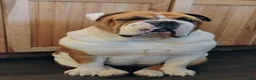 Mixed Breed dogs for sale: Mixed Breed Puppy 1 - Ad 3