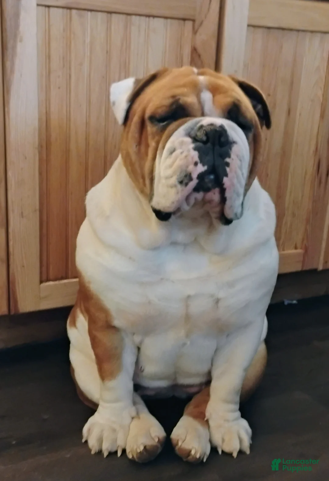 Mixed Breed dogs for sale: Mixed Breed Puppy 2 - Ad 2