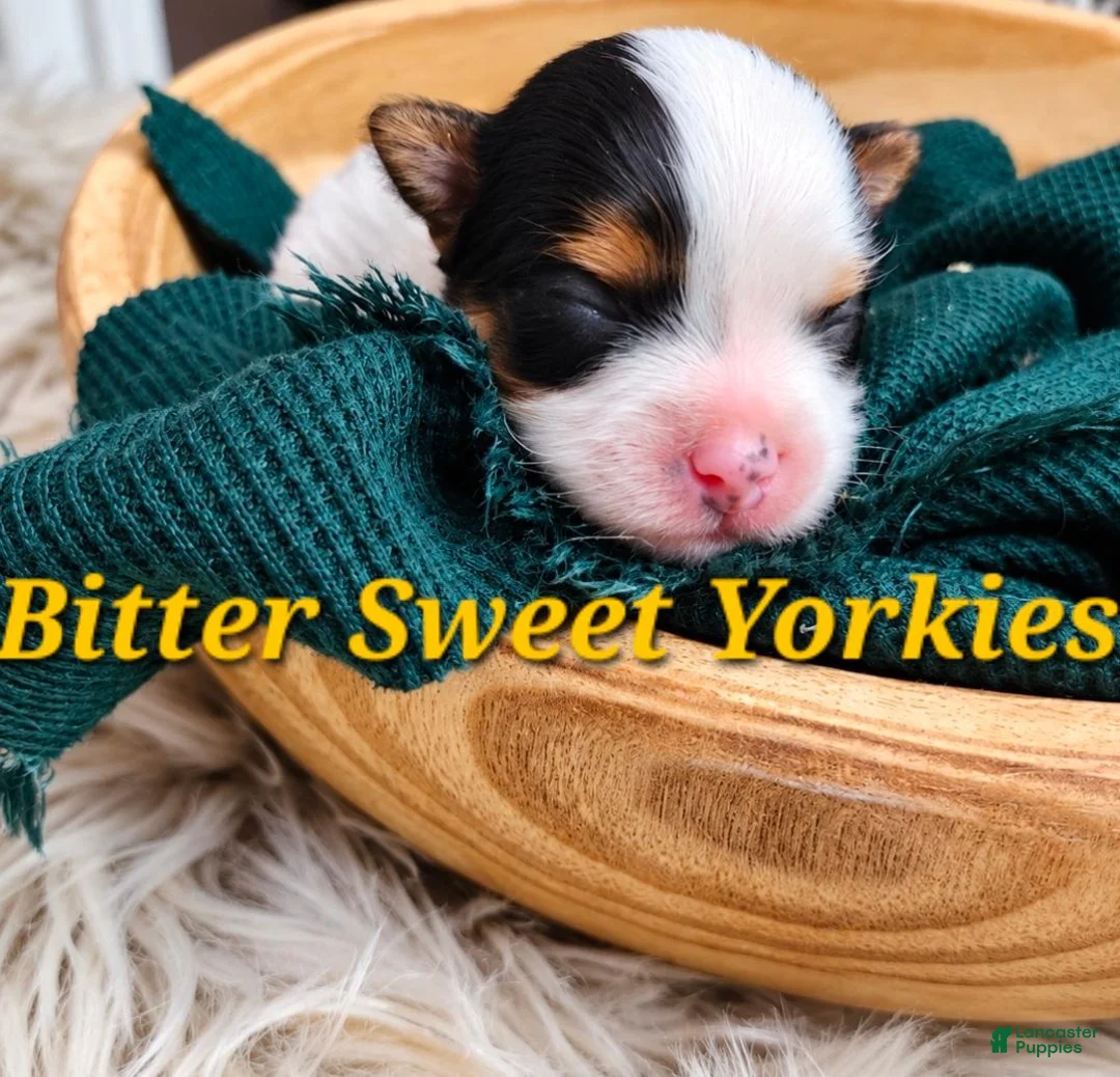 Yorkshire Terrier dogs for sale: Yorkshire Terrier 1 - Ad 1