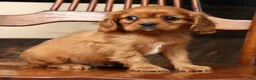 Cavalier King Charles Spaniel dogs for sale: Karl - Ad 8