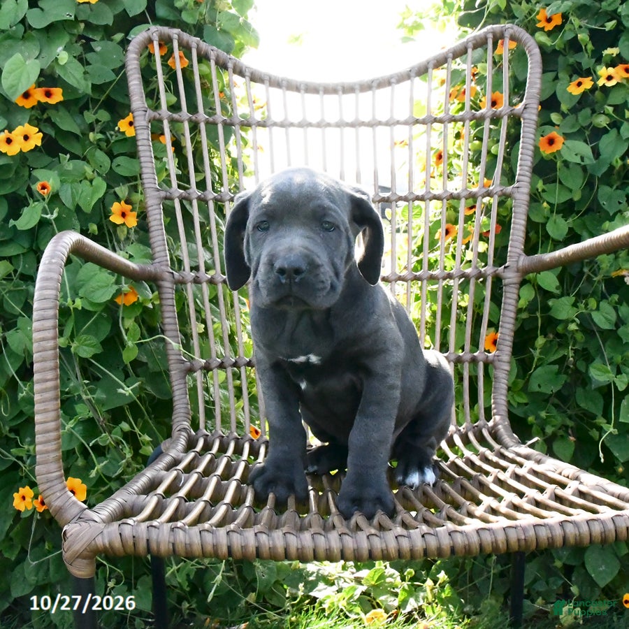 Cane Corso dogs for sale: Jazz - Ad 1