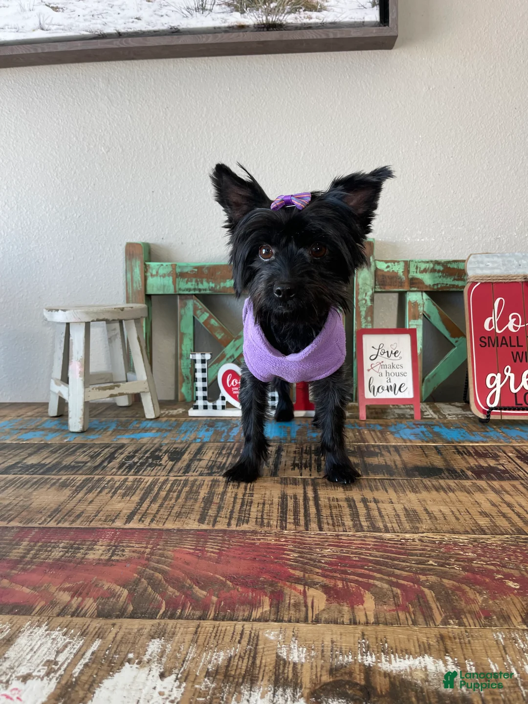 Yorkshire Terrier dogs for sale: KB Black Mia 5 pounds  - Ad 4